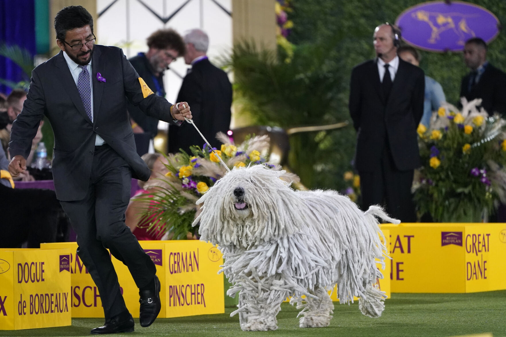 Westminster Dog Show